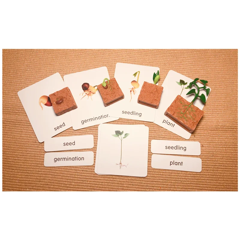 Montessori Ciclul de Viață al unui Fasole Verde Planta Cifre/ Cognitive Carduri/ Tava/ masă de Semințe de Învățare Creștere de Biologie Preda Materiale